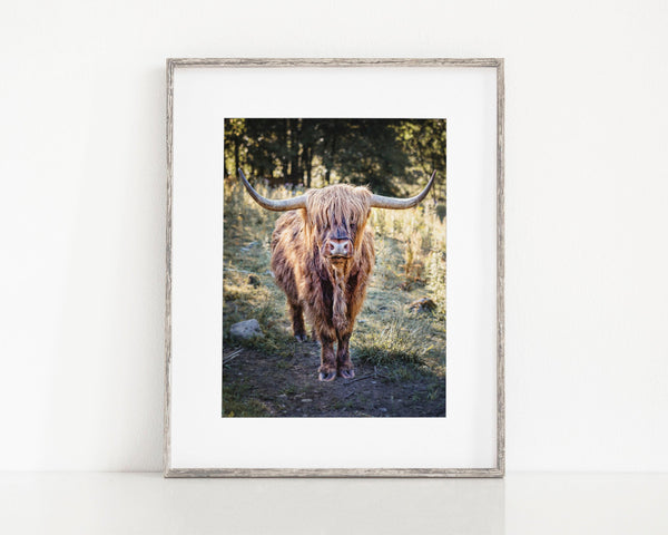 Scottish Highland Cow Photograph in Glencoe