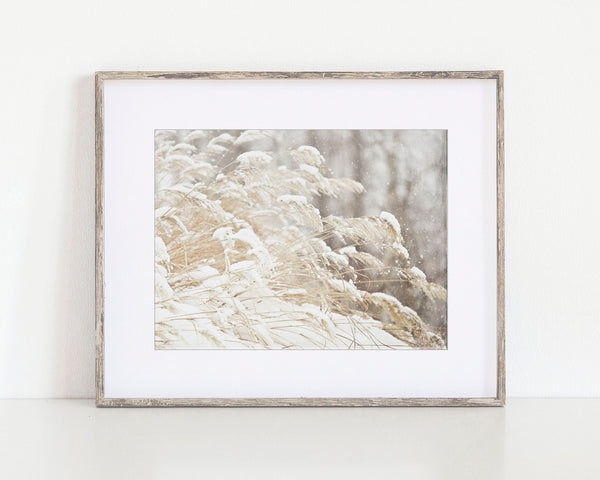 Snowgrass Minimalist White Nature Print - Delicate Nature Photography