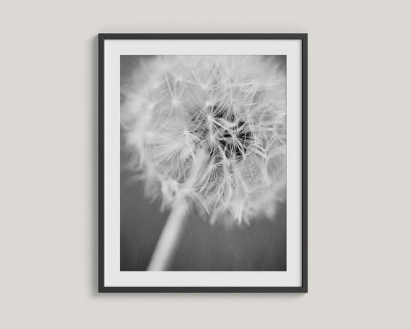 Lisa Russo Fine Art Nature Photography Warm Wishes | Black and White Dandelion Floral