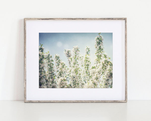 Cherry Blossom Wall Art - White Blue Nature Photography