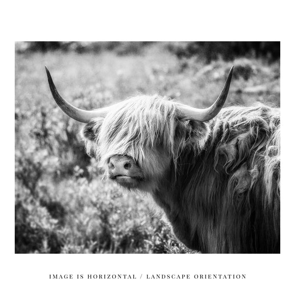 Lisa Russo Fine Art Travel Photography Scotland | Black and White Highland Cow