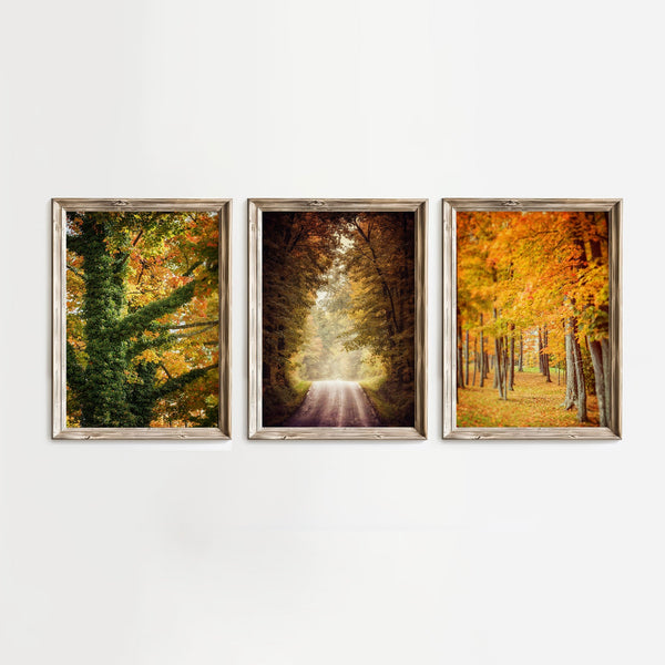 Lisa Russo Fine Art Abstract Art Fall Pathways | Art Prints Set of 3
