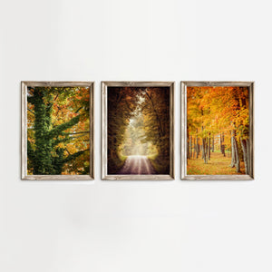 Lisa Russo Fine Art Abstract Art Fall Pathways | Art Prints Set of 3