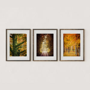 Lisa Russo Fine Art Abstract Art Fall Pathways | Art Prints Set of 3