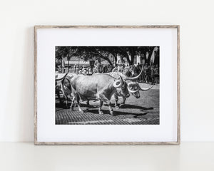 Lisa Russo Fine Art Farmhouse and Rustic Decor Texas | Fort Worth Herd | Longhorn Cattle Drive