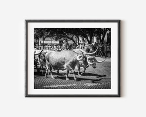 Lisa Russo Fine Art Farmhouse and Rustic Decor Texas | Fort Worth Herd | Longhorn Cattle Drive