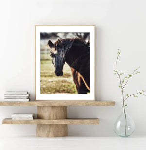 Lisa Russo Fine Art Farmhouse Decor Black Horse Fine Art Photography Print – Western Farmhouse Wall Art