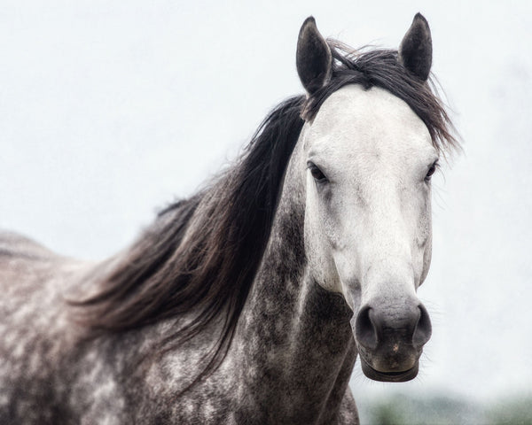 Grey Mare with Pretty Dapples Horse