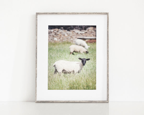 Ireland Blackface Mountain Sheep Print
