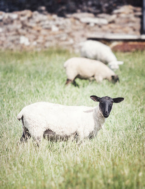 Ireland Blackface Mountain Sheep Print