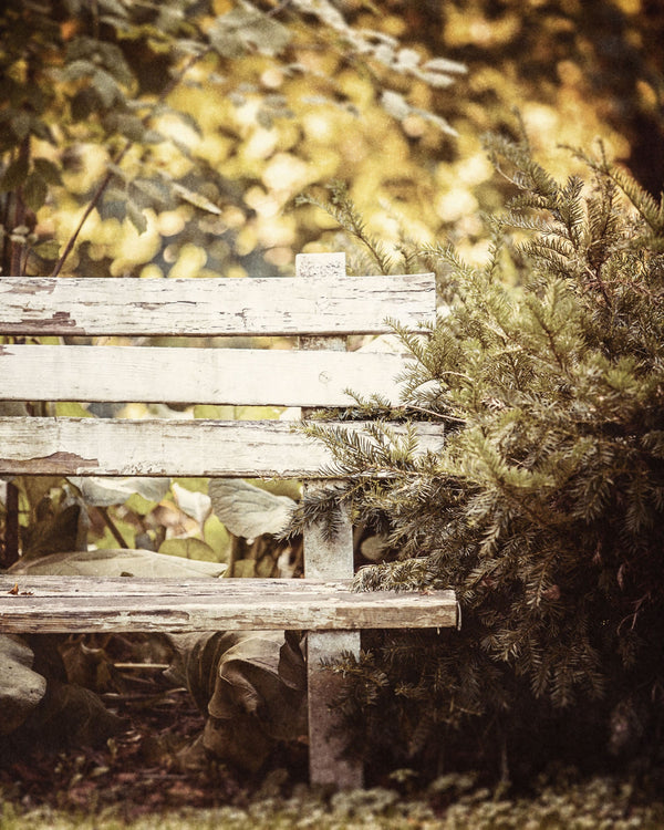 Golden Fall Trees with Weathered White Bench Art Print
