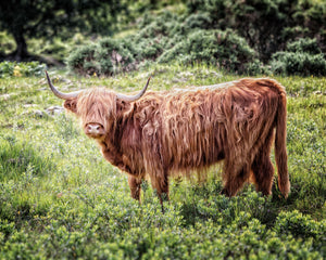 Highland Cow in Glencoe - Scotland Landscape Photography
