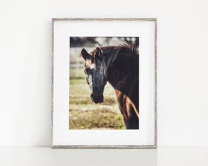 Black Horse Fine Art Photography Print – Western Farmhouse Wall Art