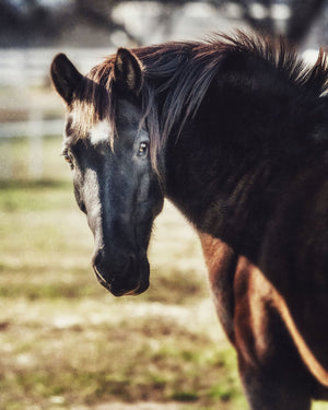 Black Horse Fine Art Photography Print – Western Farmhouse Wall Art
