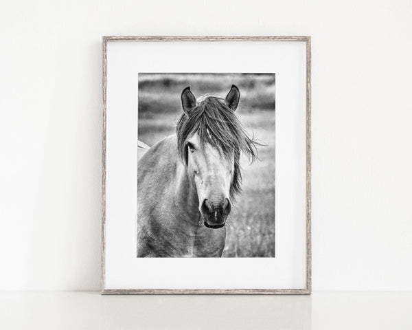 Black and White Horse Photography - The Gelding