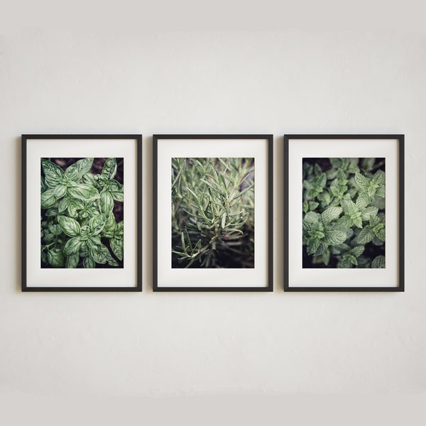 Garden Herbs | Art Prints Set of 3
