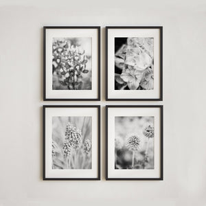 Lisa Russo Fine Art Nature Photography Black and White French Country Florals | Art Prints Set of 4