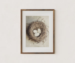 Neutral Beige Cottage Chic Birds Nest with Eggs - Kitchen, Nursery Art