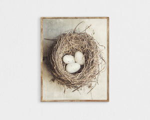 Lisa Russo Fine Art Nature Photography Cottage Chic Bird's Nest with Eggs