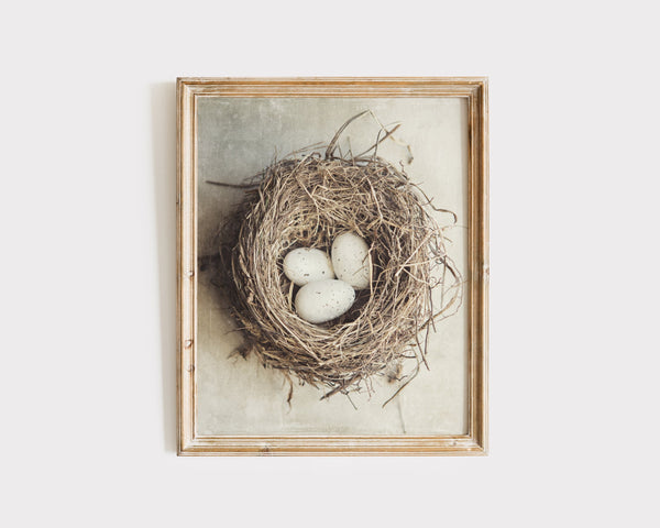 Lisa Russo Fine Art Nature Photography Cottage Chic Bird's Nest with Eggs