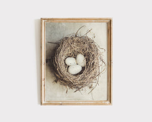 Lisa Russo Fine Art Nature Photography Cottage Chic Bird's Nest with Eggs