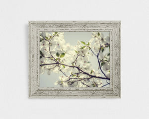 Lisa Russo Fine Art Nature Photography French Country Dogwood Blossoms Print - White and Blue