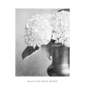 Lisa Russo Fine Art Nature Photography Ivory Hydrangea Art Print - Neutral Shabby Chic or French Country Home Decor