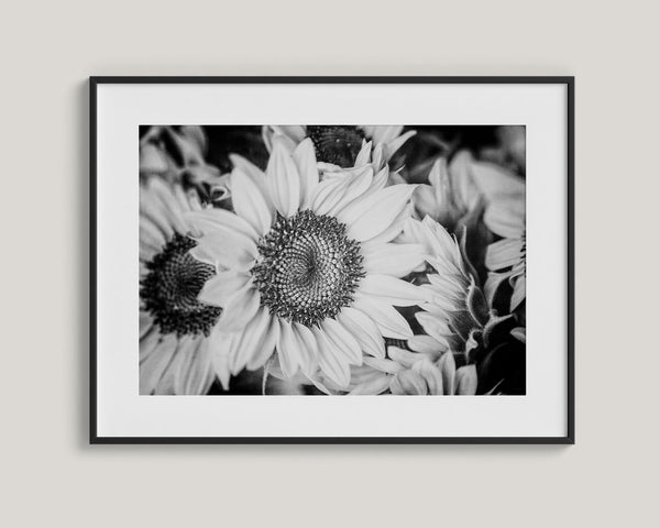 Lisa Russo Fine Art Nature Photography Modern Sunflowers Floral Art Print - Black and White