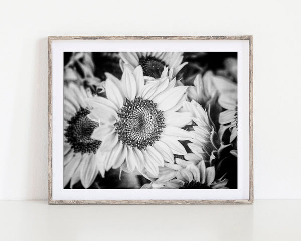 Lisa Russo Fine Art Nature Photography Modern Sunflowers Floral Art Print - Black and White