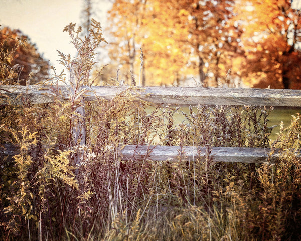 Rustic Fence with Vibrant Fall Orange, Red and Gold Colors
