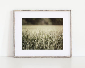 Wheatfield Nature Photography Print - Serene Texas Landscape Art