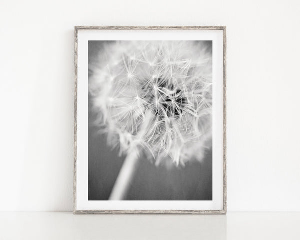Lisa Russo Fine Art Nature Photography Warm Wishes | Black and White Dandelion Floral