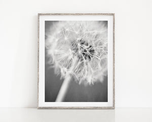 Lisa Russo Fine Art Nature Photography Warm Wishes | Black and White Dandelion Floral