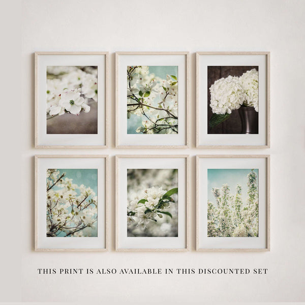 Lisa Russo Fine Art Nature Photography White Cherry Blossoms
