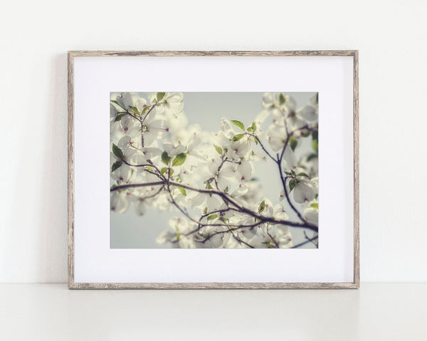 French Country Dogwood Blossoms Print - White and Blue