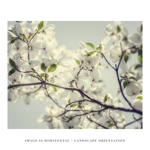 Lisa Russo Fine Art Nature Photography White Dogwood