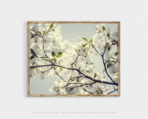 Lisa Russo Fine Art Nature Photography White Dogwood