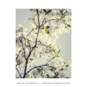 Lisa Russo Fine Art Nature Photography White Dogwood