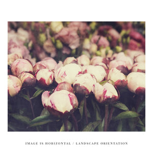 Paris Pink Peonies Flower Market Print - French Country Decor