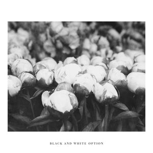 Paris Pink Peonies Flower Market Print - French Country Decor