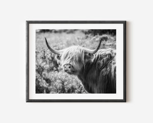Lisa Russo Fine Art Travel Photography Scotland | Black and White Highland Cow