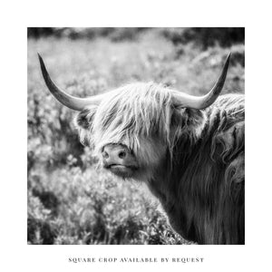 Lisa Russo Fine Art Travel Photography Scotland | Black and White Highland Cow