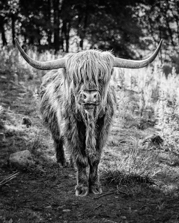 Scottish Highland Cow Photograph in Glencoe
