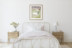 Ireland Blackface Mountain Sheep Print