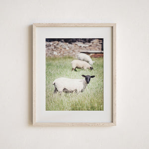Ireland Blackface Mountain Sheep Print