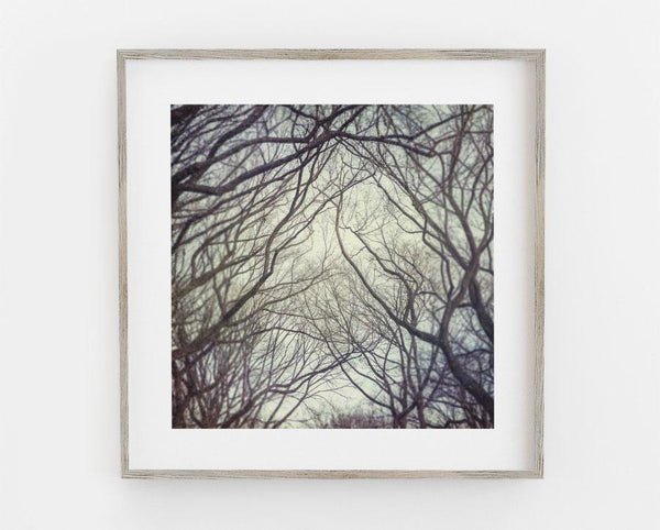 Central Park Canopy of the Elms Nature Art Print