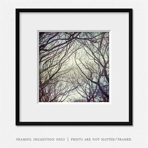 Central Park Canopy of the Elms Nature Art Print