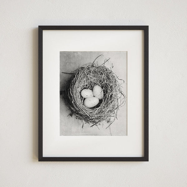 Neutral Beige Cottage Chic Birds Nest with Eggs - Kitchen, Nursery Art
